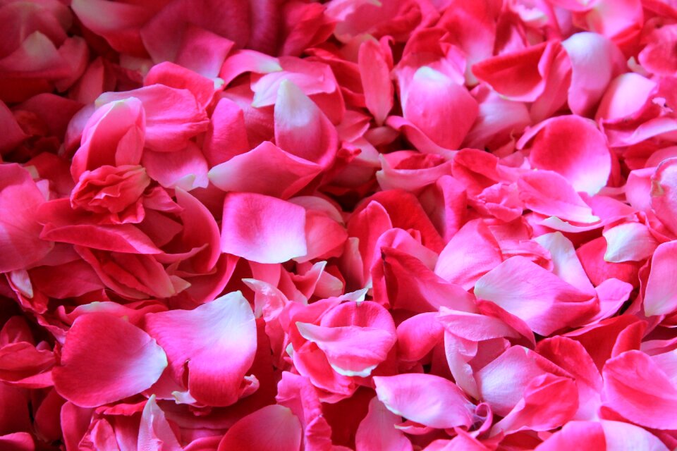 Potpourri pink flower pink rose