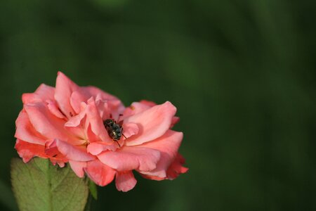 Flower honeybee pink
