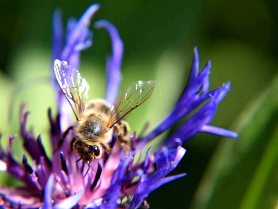 Nature insect violet photo