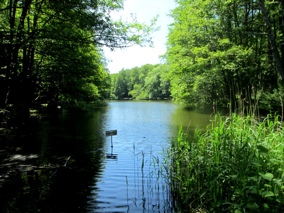 20200517Burbacher_Waldweiher1