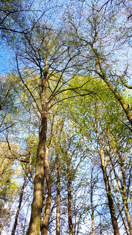 20200423_170118_Park_Piłsudskiego_in_Łódź_April_2020