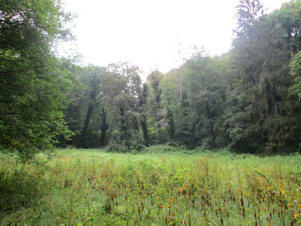 20200716Hirschwiese2