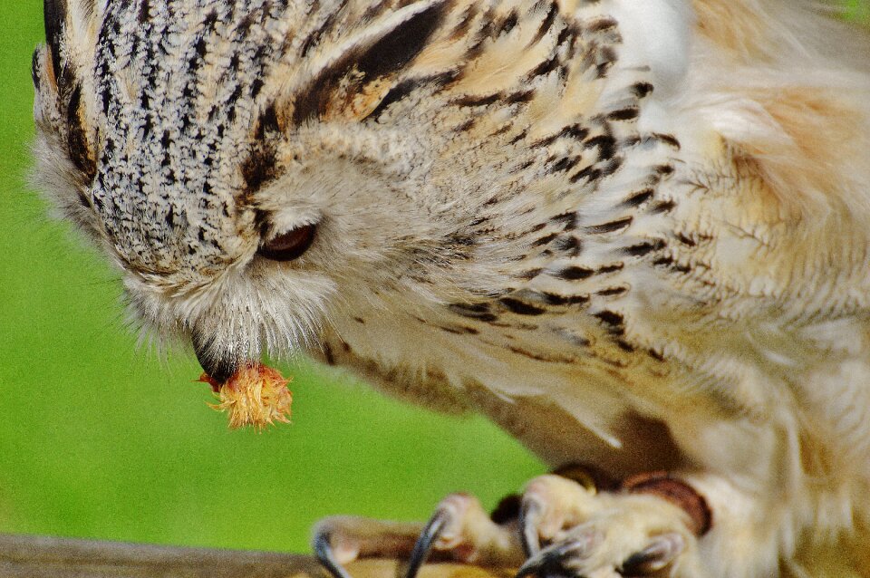 Feather eagle owl animals