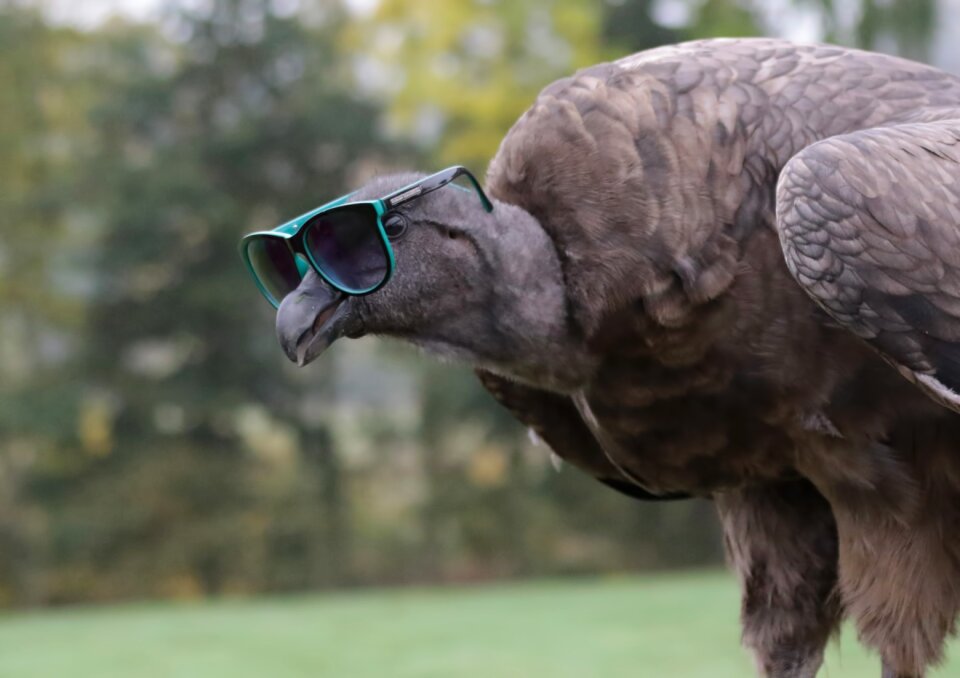 Carrion predator raptor