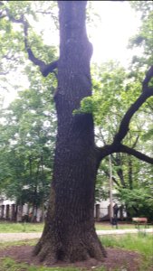 20200531_143350_Park_Źródliska_in_Łódź_May_2020
