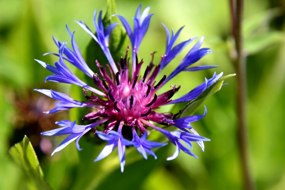Flower plant close up