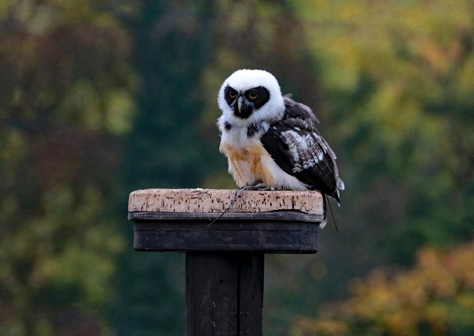 Animal prey wildlife