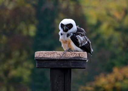 Animal prey wildlife photo