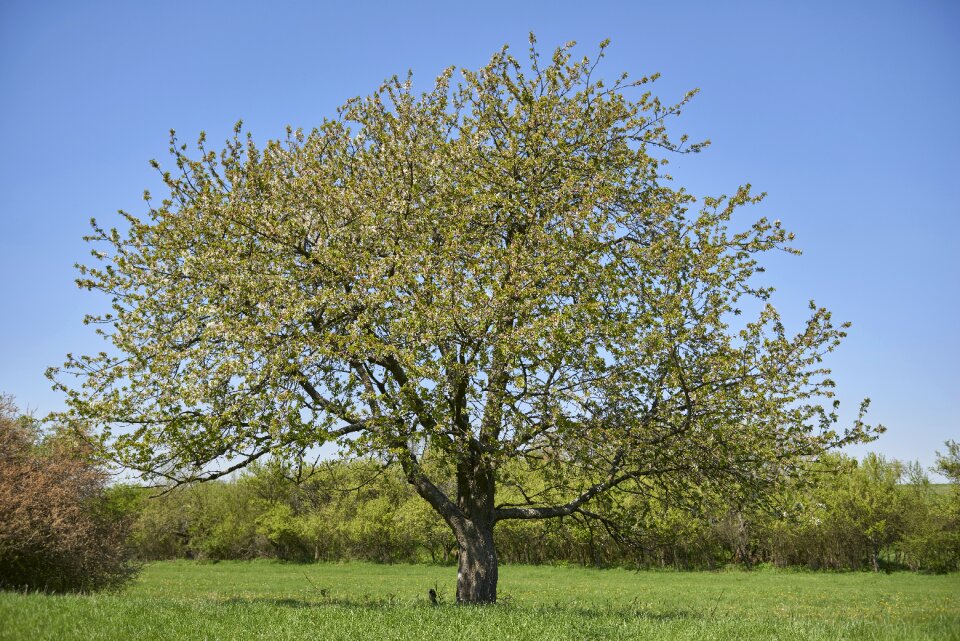 The sky country blooming tree