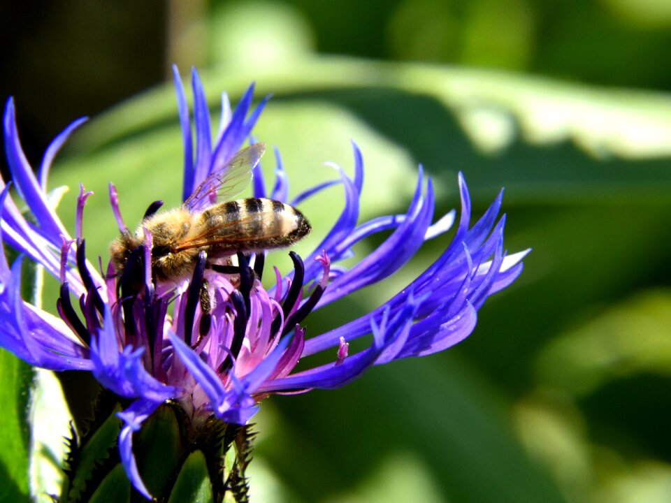 Flower insect blossom photo