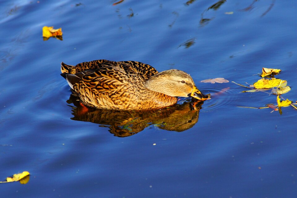 Animal plumage elegant