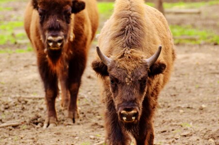 Wild animal animal world animal