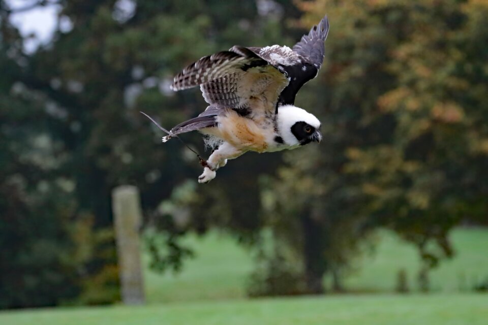 Animal prey wildlife