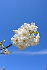 Cherry blossom spring white