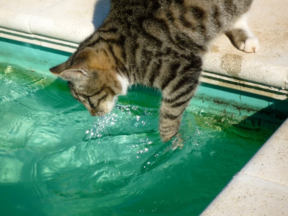 Furry making waves cute