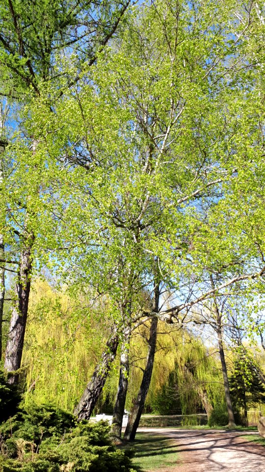 20200423_165445_Park_Piłsudskiego_in_Łódź_April_2020
