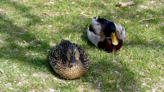 2020.04.16.142611_Stockentenpaar_Mole_Radolfzell_DE