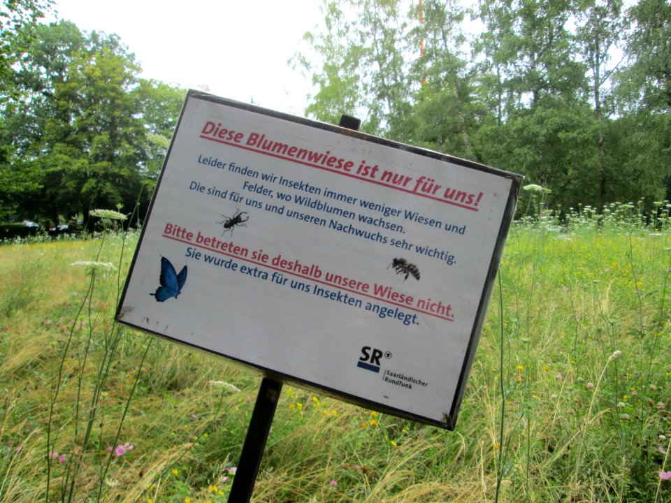 20200716Bienenwiese_Halberg