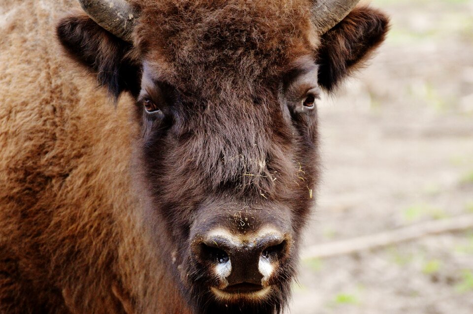 Wild animal animal world animal