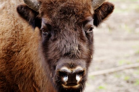 Wild animal animal world animal