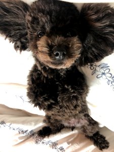 2021-03-11_22.43.22-1_poodle_ggomi