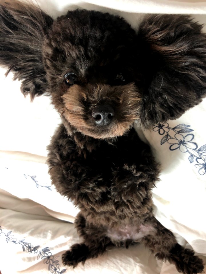 2021-03-11_22.43.32-1_poodle_ggomi