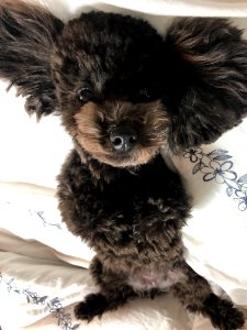 2021-03-11_22.43.32-1_poodle_ggomi
