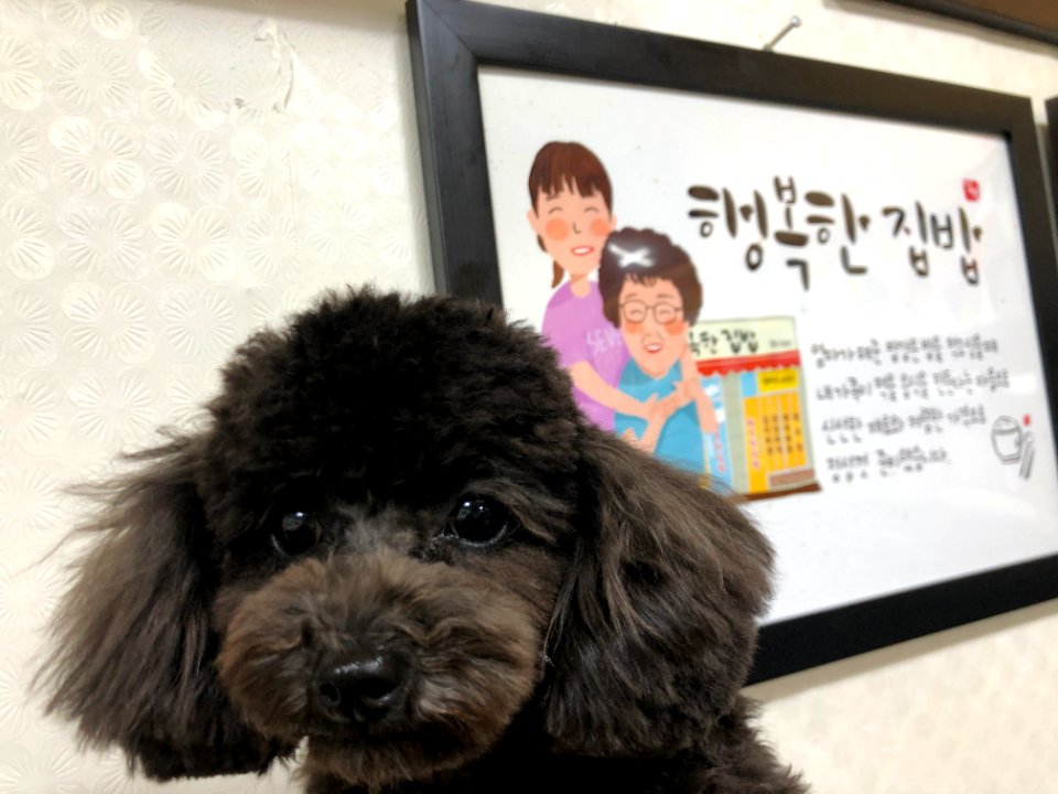 2021-03-11_21.23.51_poodle_ggomi
