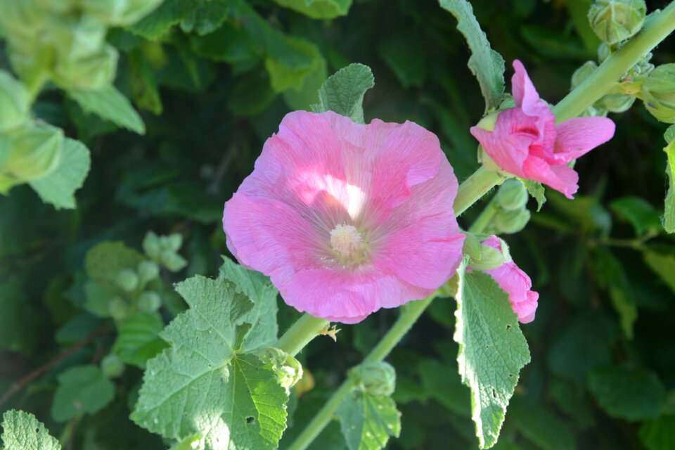 Plant flowering garden
