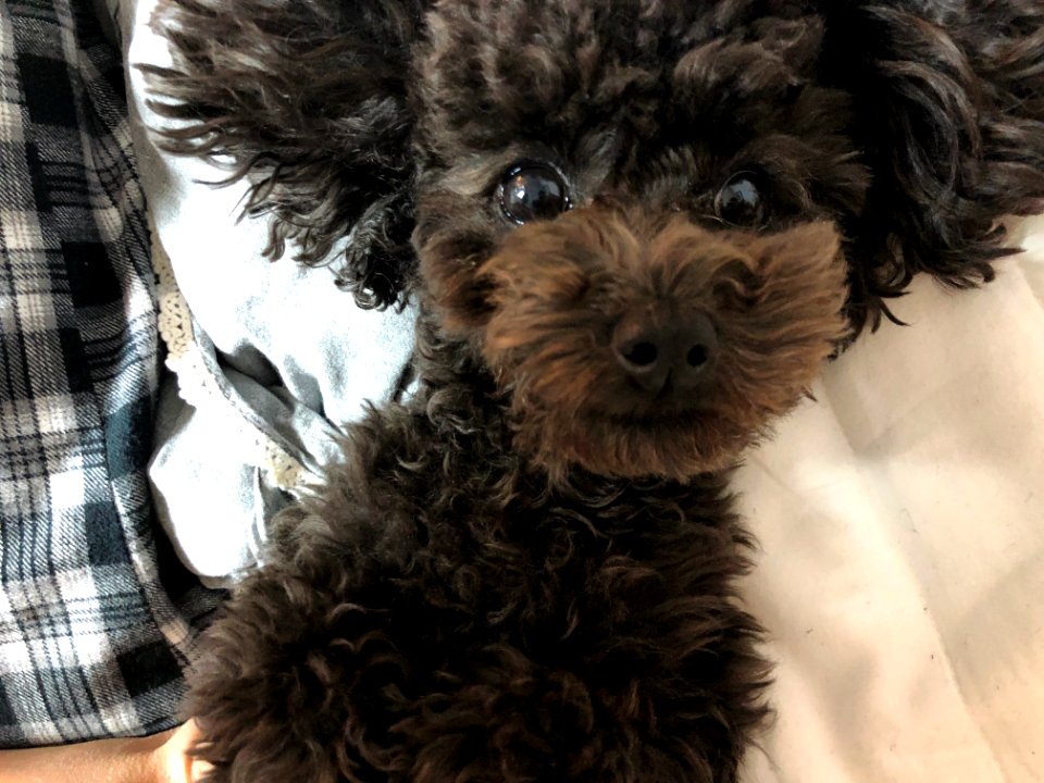 2021-03-21_20.51.51-1_poodle_ggomi