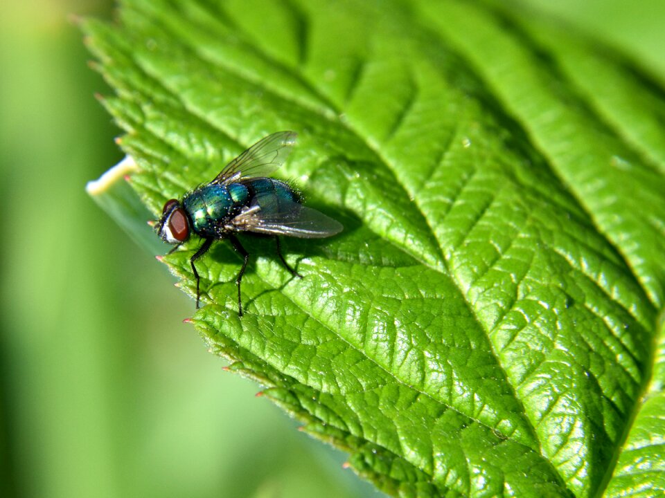 Insect green nature photo