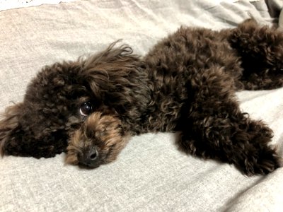 2021-03-24_23.31.05_poodle_ggomi