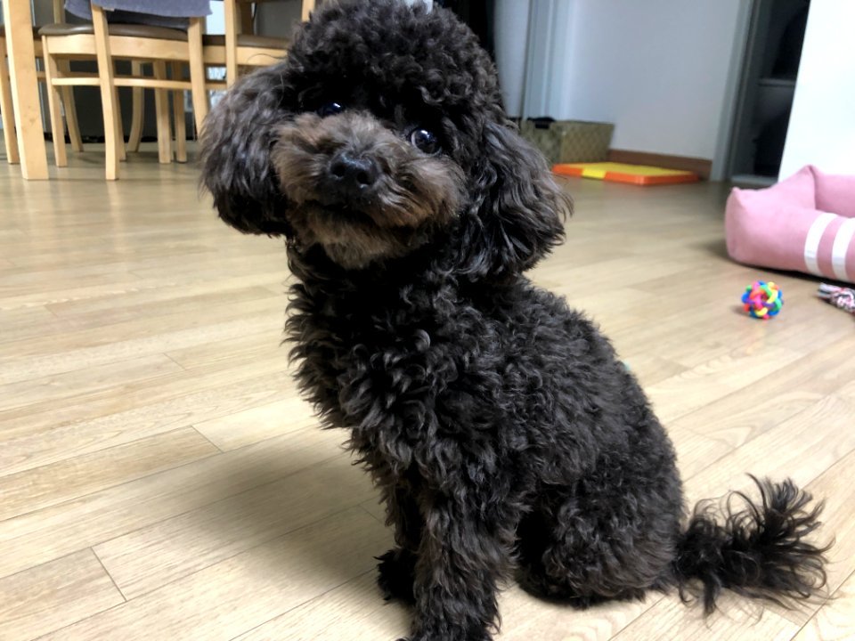 2021-03-25_21.41.27_poodle_ggomi