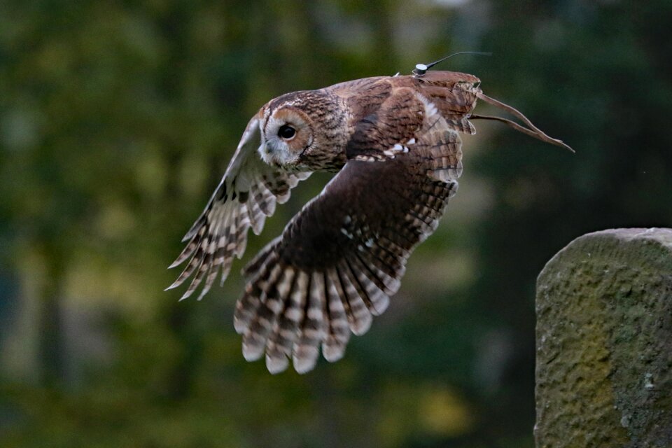 Wilderness bird wildlife