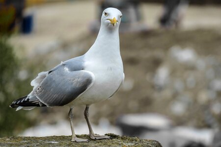 Water bird bird coast photo