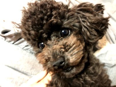 2021-03-21_20.51.01-1_poodle_ggomi
