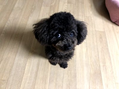 2021-03-17_19.04.49-1_poodle_ggomi