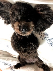 2021-03-11_22.43.34-1_poodle_ggomi