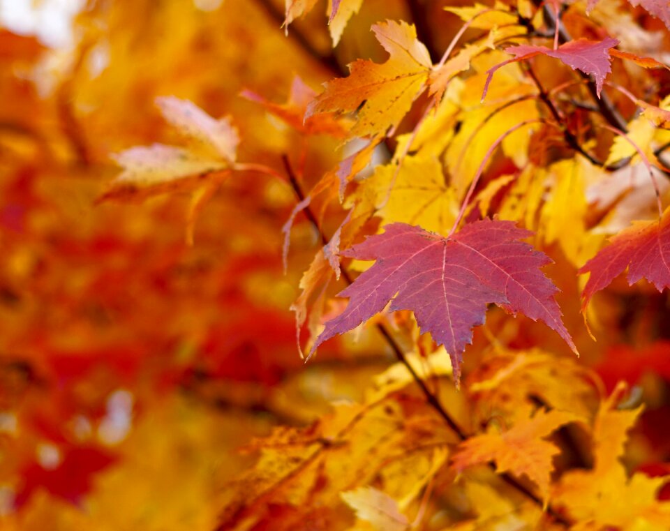 Orange red halloween