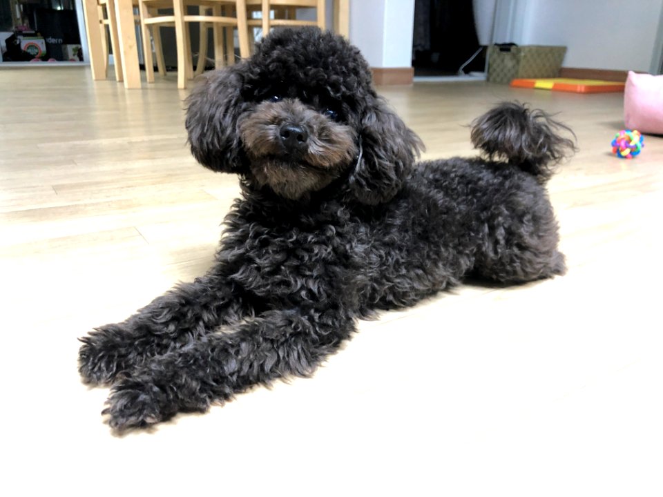 2021-03-25_21.38.13_poodle_ggomi