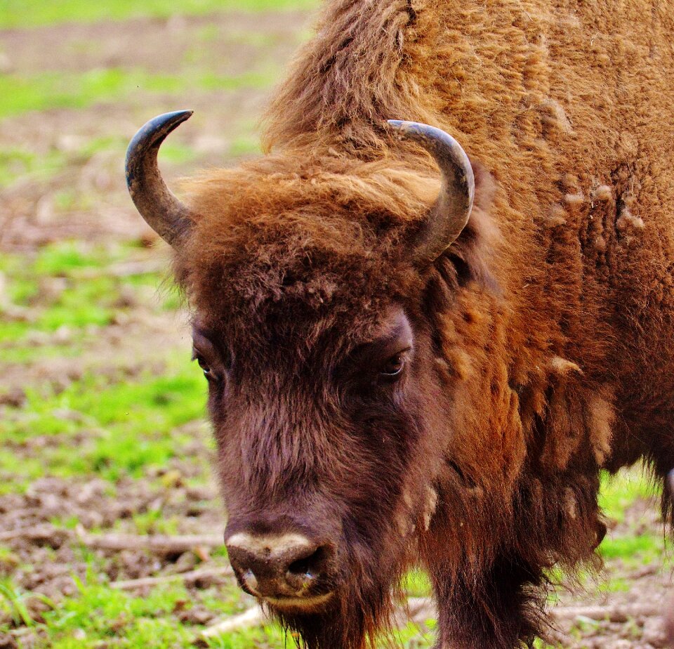 Wild animal animal world animal
