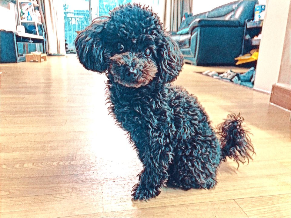 2021-03-23_18.41.58_poodle_ggomi