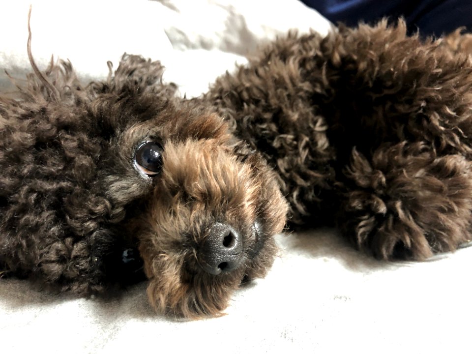 2021-03-25_21.50.37_poodle_ggomi