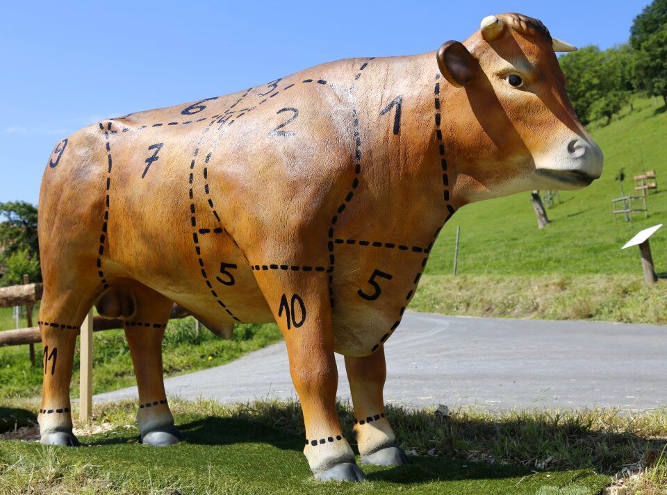 Cows eat food