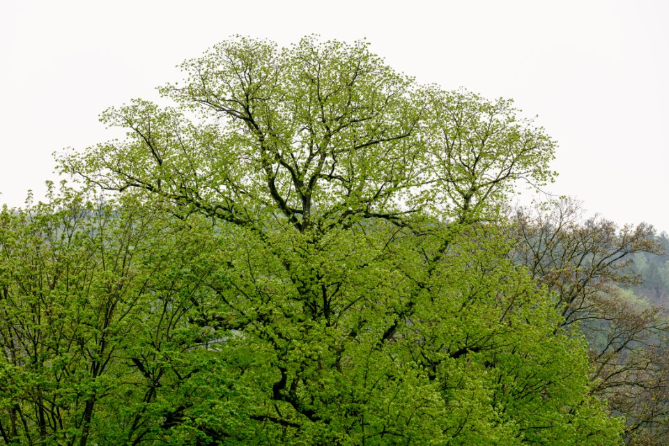 2021-05-12_Braumkrone_der_Schlosslinde,_Wanfried_IMG_6852_edit_Christoph_Braun