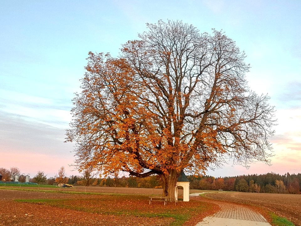 20201031_Zwei_Kastanien_bei_Lehneck