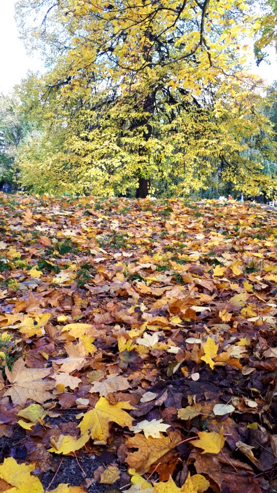 20201024_114842_Park_Sienkiewicza_in_Łódź