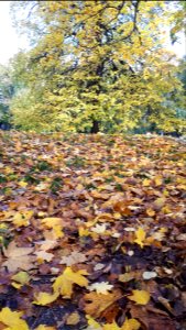 20201024_114842_Park_Sienkiewicza_in_Łódź
