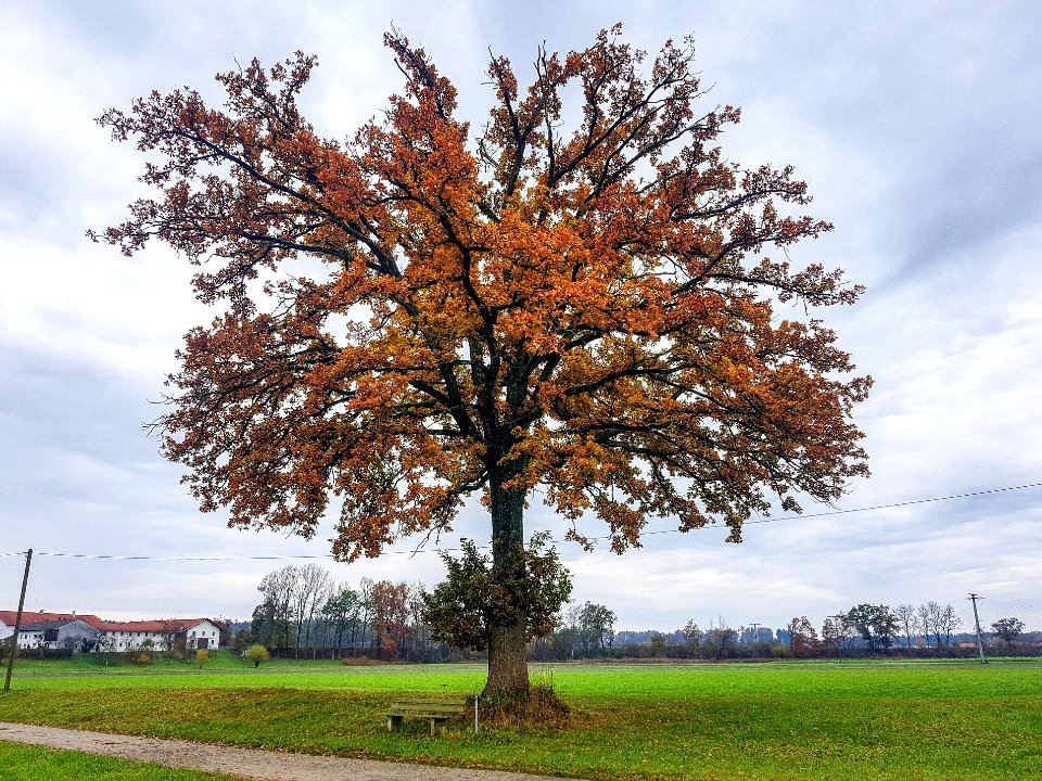 20201101_Unterholzhausener_Eiche
