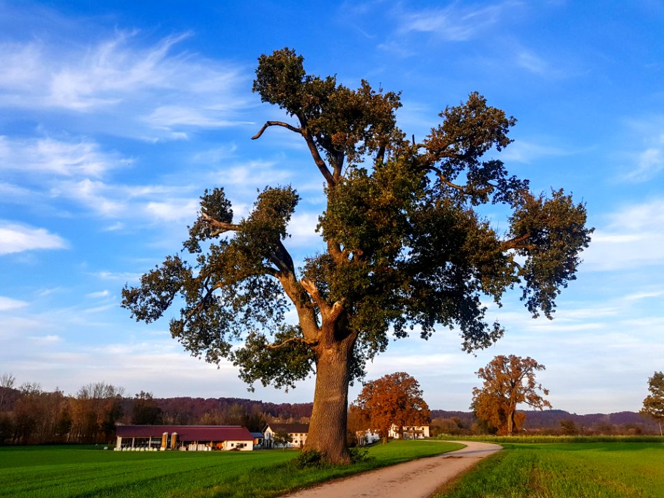 20201031_1610_Eichengruppe_bei_Obereschlbach